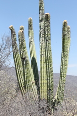 Cephalocereus fulviceps