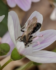 Andrena erigeniae