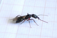 Odontomachus haematodus