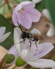 Andrena erigeniae