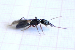 Odontomachus haematodus