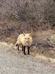 Vulpes vulpes rubricosa