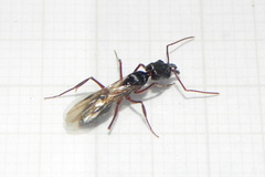 Odontomachus haematodus