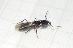 Odontomachus haematodus