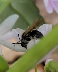 Andrena erigeniae