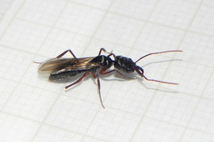 Odontomachus haematodus