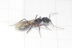 Odontomachus haematodus