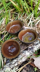 Urnula