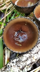 Urnula