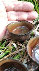 Urnula