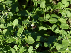 Copestylum spinigerum