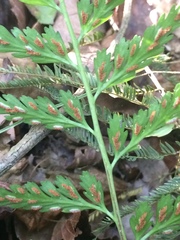 Asplenium lamprophyllum