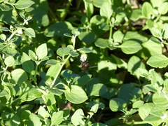 Copestylum spinigerum