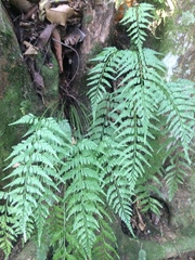 Asplenium lamprophyllum