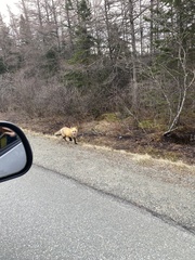 Vulpes vulpes rubricosa