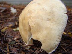 Tricholoma odorum