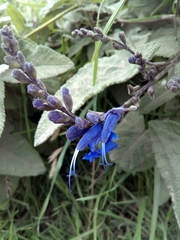 Salvia sagittata