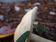 Tricholoma odorum