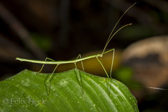 Libethra