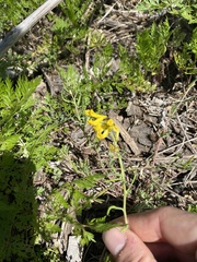 Corydalis aurea occidentalis