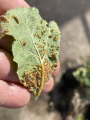Puccinia malvacearum