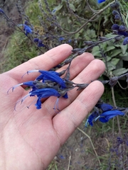 Salvia sagittata