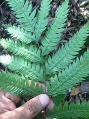 Pteris orizabae
