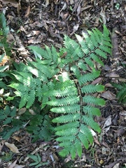 Pteris orizabae