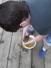 Lepomis gibbosus × macrochirus