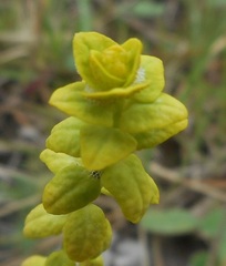 Uromyces pisi-sativi