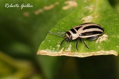 Kuschelina bergi