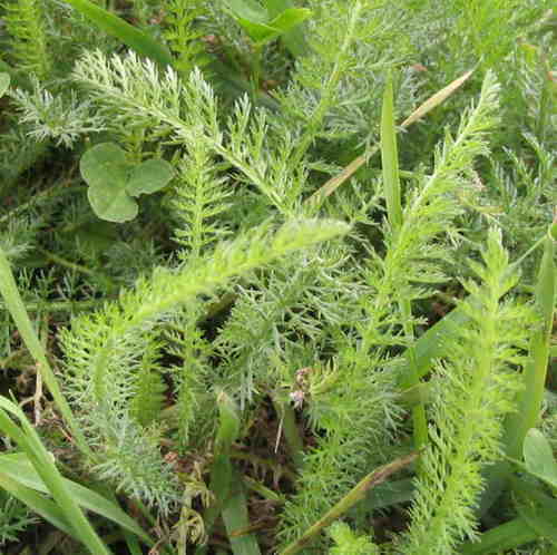 Paprastoji kraujažolė nuotrauka