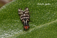 Pterotaenia