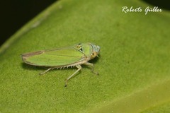 Bucephalogonia xanthophis