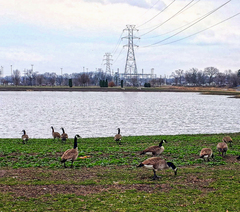 Branta canadensis