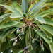 Persea indica - Photo (c) Michael 2020,  זכויות יוצרים חלקיות (CC BY-NC), הועלה על ידי Michael 2020