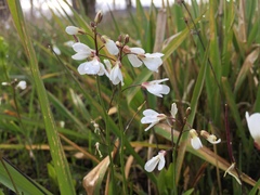 Cardamine penduliflora