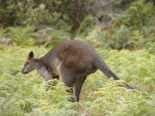 Swamp Wallaby, photo 9 of 10
