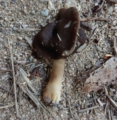 Helvella monachella