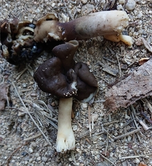 Helvella monachella