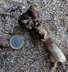 Helvella monachella