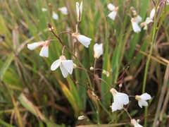Cardamine penduliflora