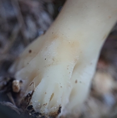 Helvella monachella