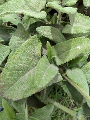 Salvia sagittata