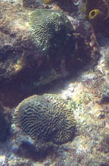 Colpophyllia natans