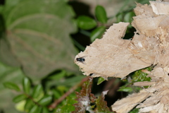 Sarconesiopsis magellanica
