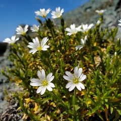 Cerastium viride