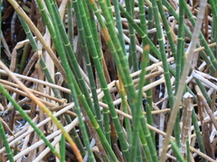 Eleocharis interstincta