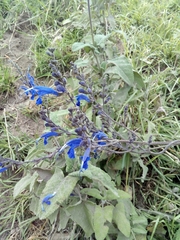 Salvia sagittata