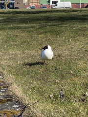 Chroicocephalus ridibundus